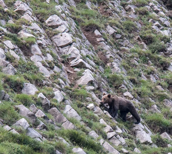 Urso Pardo Nas Terras Asturianas Descendo Montanha Busca Comida — Fotografia de Stock