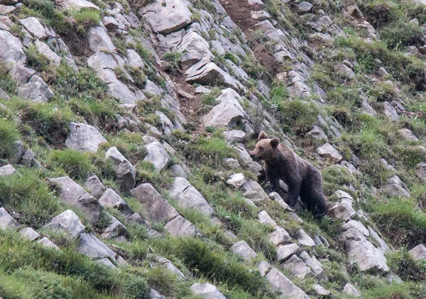 Urso Pardo Nas Terras Asturianas Descendo Montanha Busca Comida — Fotografia de Stock