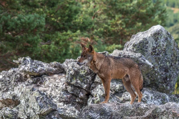 Lobo Ibérico Hermoso Animal Nuestro País Odiado Por Unos Amado — Foto de Stock