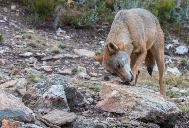 İber kurt, ülkemizin bazı tarafından nefret ve başkaları tarafından sevilen güzel hayvan