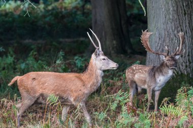 Richmond park, ısı süre boyunca geyik onun büyük boynuzları ile görülmeye değer bir gözlük olduğunu ....