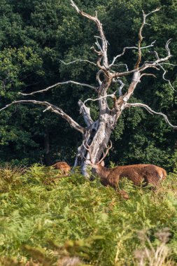 Richmond park, ısı süre boyunca geyik onun büyük boynuzları ile görülmeye değer bir gözlük olduğunu ....