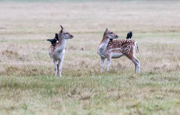 Richmond park, ısı süre boyunca geyik onun büyük boynuzları ile görülmeye değer bir gözlük olduğunu ....