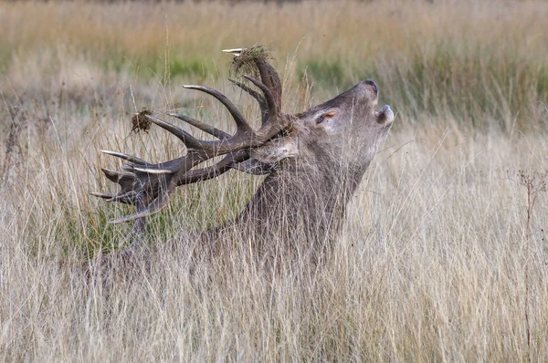 Richmond park, ısı süre boyunca geyik onun büyük boynuzları ile görülmeye değer bir gözlük olduğunu ....