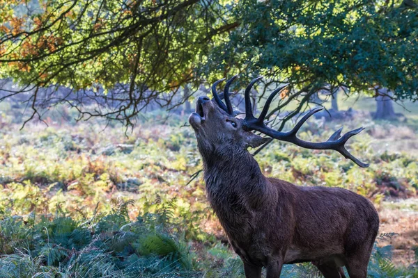 Der Hirsch Von Richmond Park Während Der Hitzezeit Ist Ein — Stockfoto