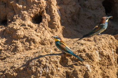 bee-eaters her yaz İspanya için avcılık, renk, ilişkileri sahneleri bırakarak onların ortakları, besleme, vb düşünmek güzel ile dönmek ...