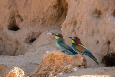 bee-eaters her yaz İspanya için avcılık, renk, ilişkileri sahneleri bırakarak onların ortakları, besleme, vb düşünmek güzel ile dönmek ...