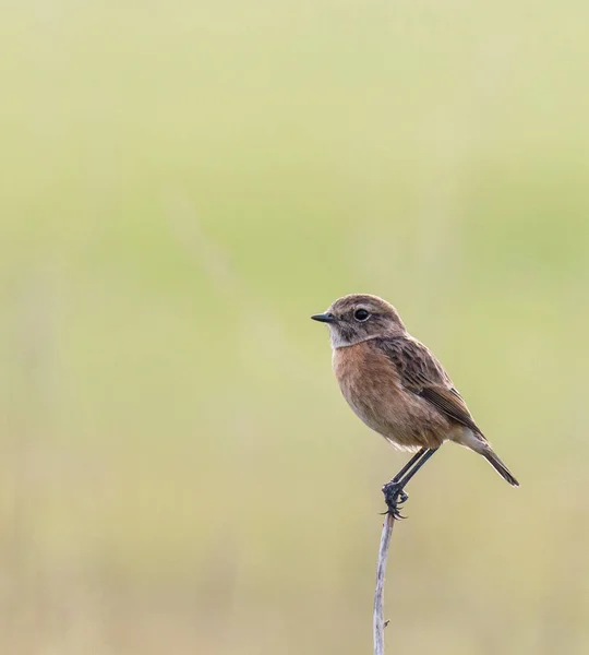 Petits Oiseaux Avec Leurs Différentes Couleurs Formes Vols Coutumes Etc — Photo