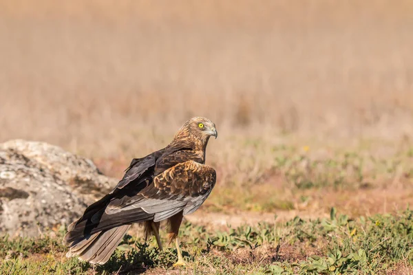 Steenarend Buizerd Bruine Kiekendief Enz Zijn Een Aantal Grote Roofvogels — Stockfoto