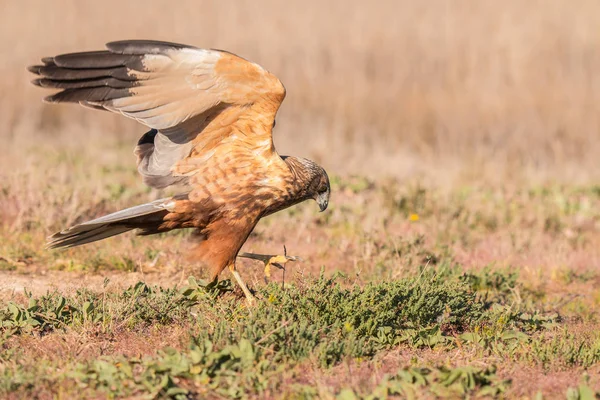 Der Steinadler Der Mäusebussard Die Rohrweihe Usw Sind Einige Der — Stockfoto