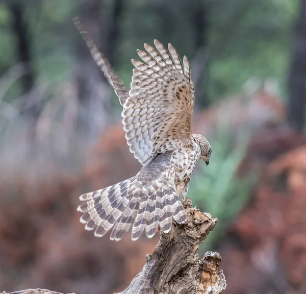 Its Medium Size Northem Goshawk Eminently Forest Raptor Discreet Habits — Stock Photo, Image