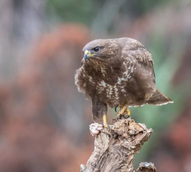 Altın Kartal, Şahin, marsh harrier, vb, büyük İspanya farklı yerlerde görüntülenen kuşları, bazıları şunlardır ...