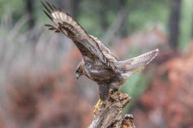 Altın Kartal, Şahin, marsh harrier, vb, büyük İspanya farklı yerlerde görüntülenen kuşları, bazıları şunlardır ...