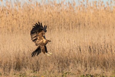 Küçük kuşlar, onların çeşitli renkler, şekiller, uçuşlar, gümrük, vb ile günlük yaşamlarında güzel sahneler teklif