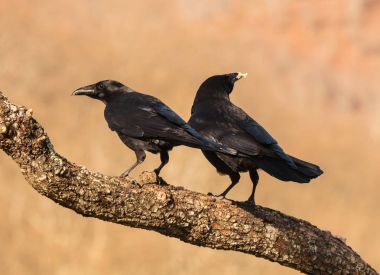 Küçük kuşlar, onların çeşitli renkler, şekiller, uçuşlar, gümrük, vb ile günlük yaşamlarında güzel sahneler teklif