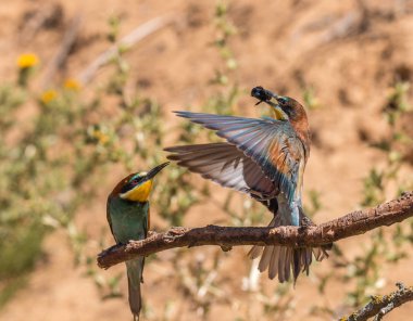 bee-eaters her yaz İspanya için avcılık, renk, ilişkileri sahneleri bırakarak onların ortakları, besleme, vb düşünmek güzel ile dönmek ...