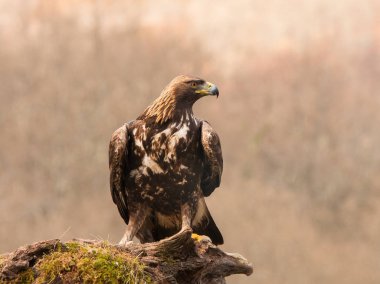 Altın Kartal, Şahin, marsh harrier, vb, büyük İspanya farklı yerlerde görüntülenen kuşları, bazıları şunlardır ...
