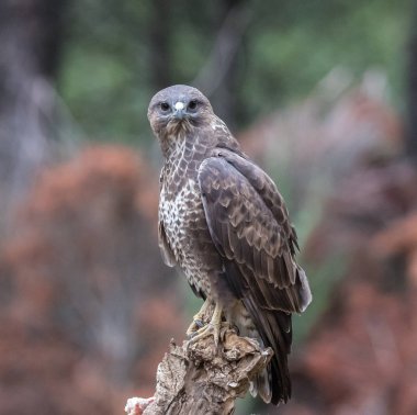 Altın Kartal, Şahin, marsh harrier, vb, büyük İspanya farklı yerlerde görüntülenen kuşları, bazıları şunlardır ...