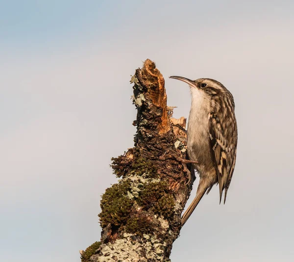 Petits Oiseaux Avec Leurs Différentes Couleurs Formes Vols Coutumes Etc — Photo