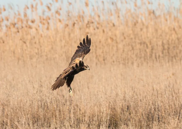 Golden Eagle Buzzard Marsh Harrier Etc Some Great Birds Prey — Stock Photo, Image