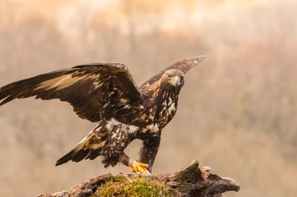 Golden Eagle Buzzard Marsh Harrier Etc Some Great Birds Prey — Stock Photo, Image