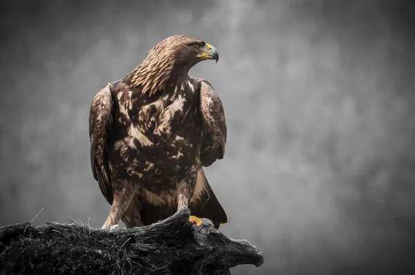 Golden Eagle Buzzard Marsh Harrier Etc Some Great Birds Prey — Stock Photo, Image