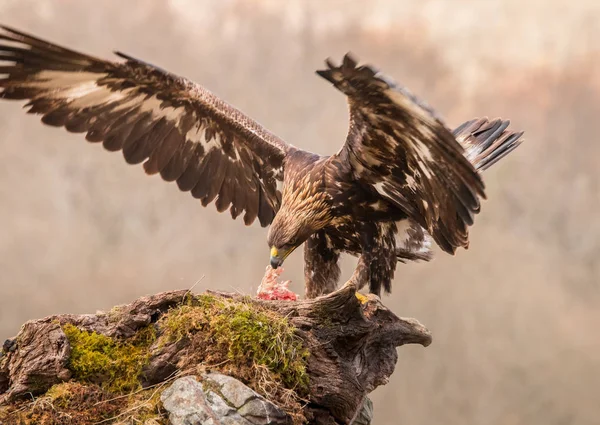 Golden Eagle Buzzard Marsh Harrier Etc Some Great Birds Prey — Stock Photo, Image