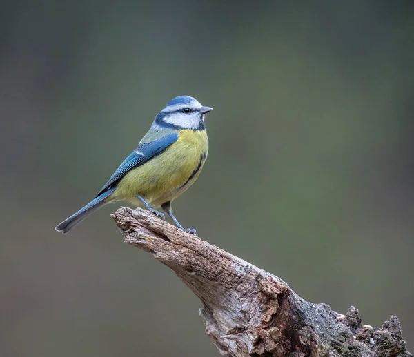 Kleine Vögel Mit Ihren Verschiedenen Farben Formen Flügen Sitten Usw Stockbild