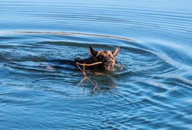 Sevgili arkadaşım dahil deniz banyosu ile kışın plaj zevk Odin, muhteşem Alman çoban köpeği
