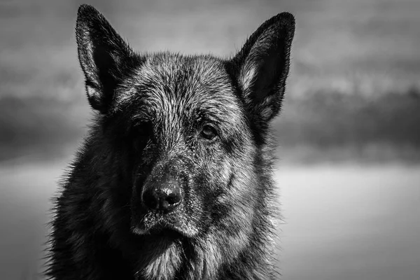 Dear Friend Odin Spectacular German Shepherd Dog Enjoying Beach Winter — Stock Photo, Image