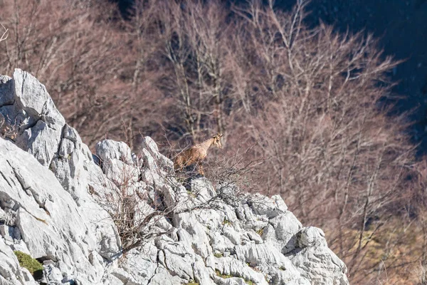 Chamois asturias dağlarında kış sabahları gözlem tutumunda dağ