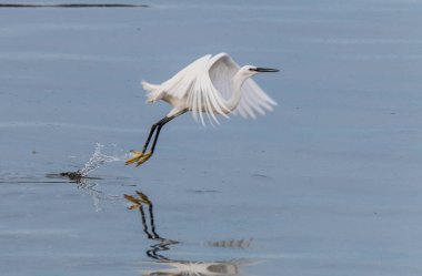 Eo Haliç üzerinde iğreti ve heron besleme