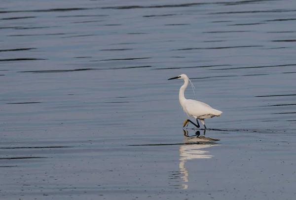 Kócsagok Heron Táplálkoznak Torkolat — Stock Fotó