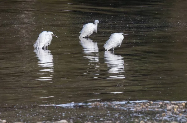 Eo Haliç üzerinde iğreti ve heron besleme