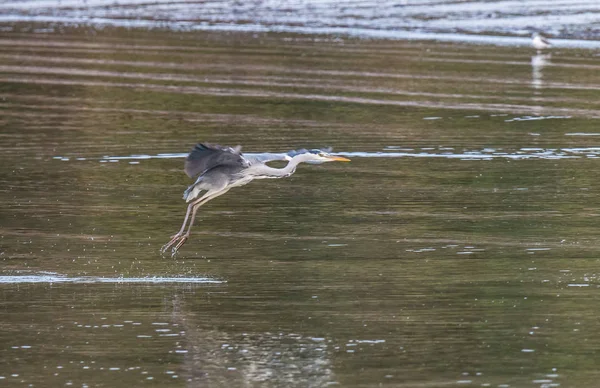 Kócsagok Heron Táplálkoznak Torkolat — Stock Fotó