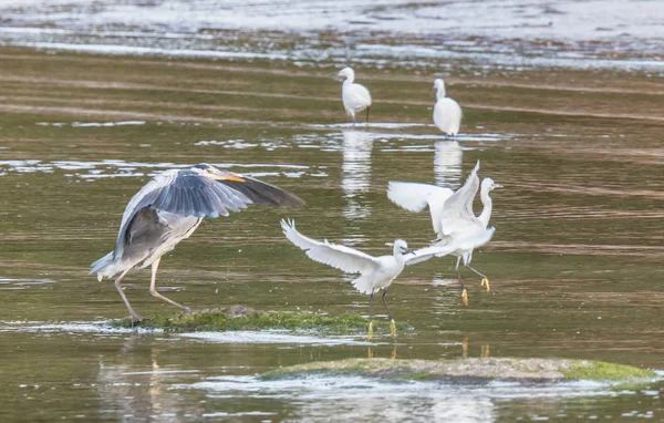 Kócsagok Heron Táplálkoznak Torkolat — Stock Fotó