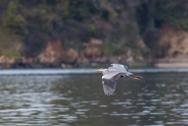 Kócsagok Heron Táplálkoznak Torkolat — Stock Fotó