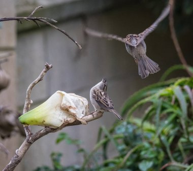 kavgalar, gösterilen serçeler sahneleri seviyorum, hayat anları