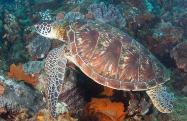 resif üzerinde yeşil deniz kaplumbağası