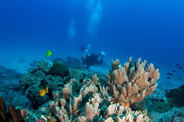 Dalgıçlar mercan resif üzerinde