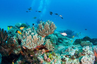 Dalgıçlar mercan resif üzerinde
