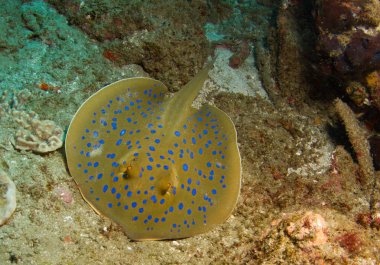 Resif üzerinde mavi benekli stingray