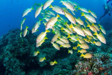 Bengal snapper yüzme okulu