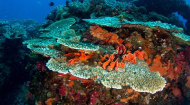 Renkli plaka dalışta mercan