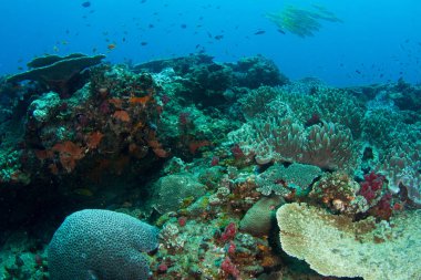 Canlı renkli mercan Bahçe