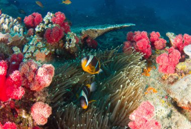 İki renkli mercan anemon balık bar