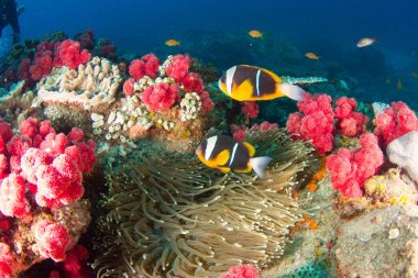 Anemon balık ile renkli resif