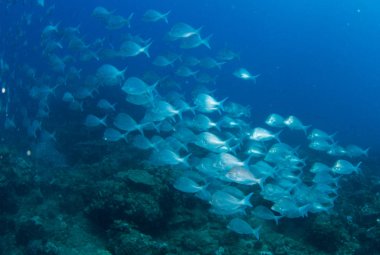 Slinger balık okulda