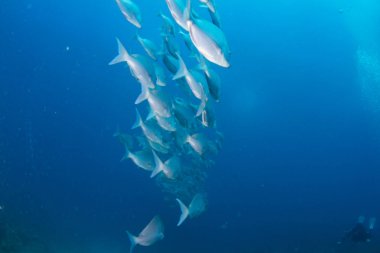 Slinger balık okulda