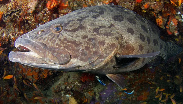 Büyük Yuvarlak Şerit Kuyruk Stingray — Stok fotoğraf